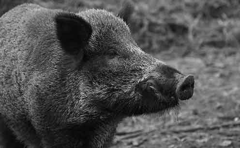 Kako izbjeći upad divljih svinja i dikobraza u vrt: kako izgraditi električnu ogradu
